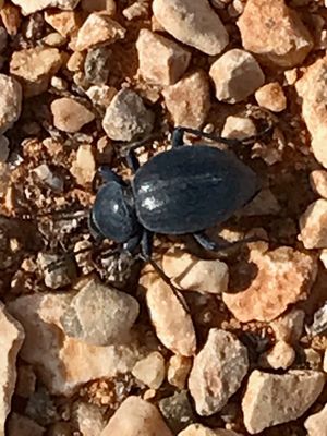 Scaurus uncinus