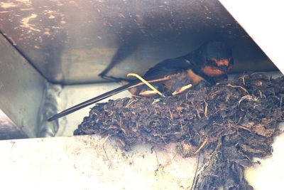 Hirondelle rustique