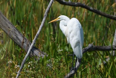 Grande Aigrette