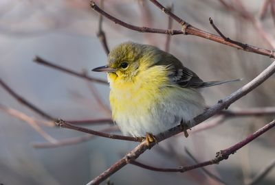 Paruline des pins