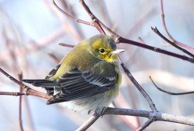 Paruline des pins