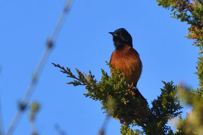 Oriole des vergers