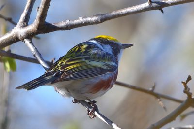 Paruline  flanc marron