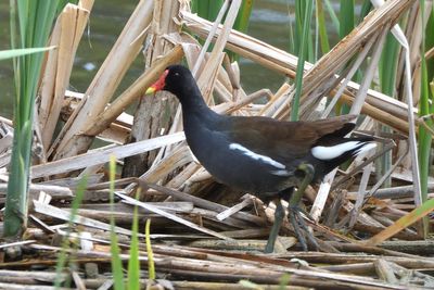 Gallinule d'Amrique