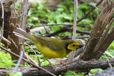 Paruline  capuchon