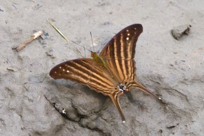 Marpesia chiron