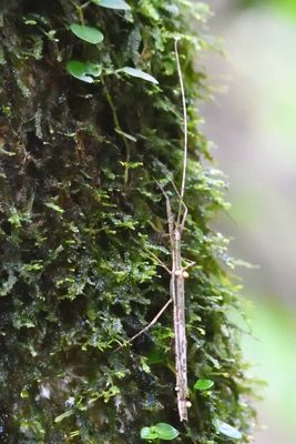 Famille Pseudophasmatidae