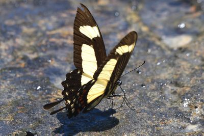 Porte-queue Torquatus