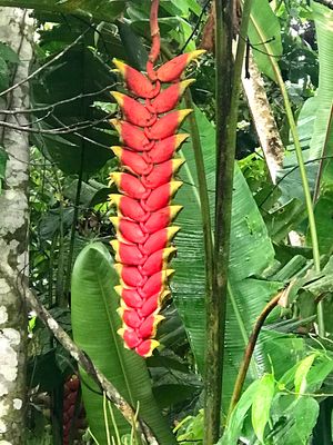 Genre Heliconia