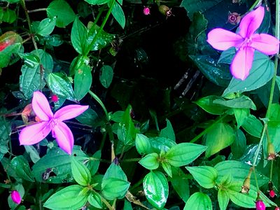 Arthrostemma ciliatum