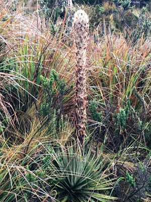 Papillons, Insectes, Animaux et plus