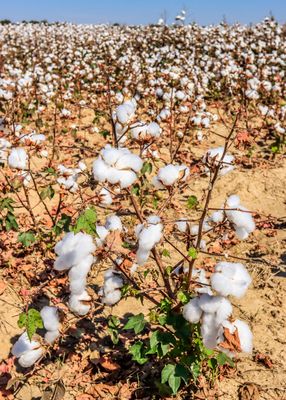 Plantation cotton field in northern Louisiana