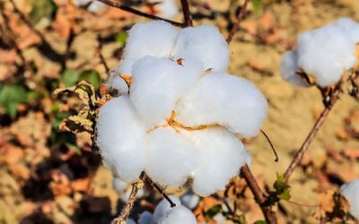 Raw cotton boll on the stem in northern Louisiana
