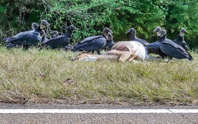 Vultures feast on a deer carcass on the side of the road along the Natchez Trace Parkway in Mississippi