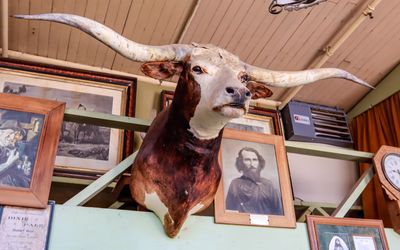 Longhorn hanging in the Bird Cage Theater in Tombstone AZ