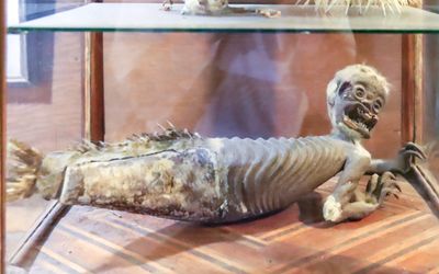 Oddity on display at the Bird Cage Theater in Tombstone AZ