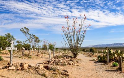 Plot markers and a large blooming ocotillo plant at Boothill Grave Yard