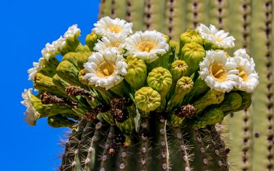 The Arizona state flower, the Saguaro bloom