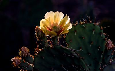 The silhouette of a delicate prickly pear flower 