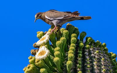 A desert white-winged dove feeding on a Saguaro flower 