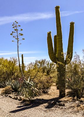 Century plant blooming at the end of its life, and a Saguaro 