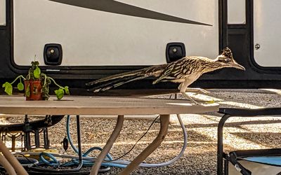 A Roadrunner (the Arizona state bird) on a table at the Tucson KOA RV Park
