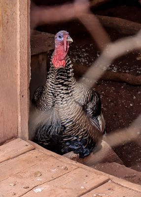 A turkey in the chicken coop in Hubbell Trading Post NHS