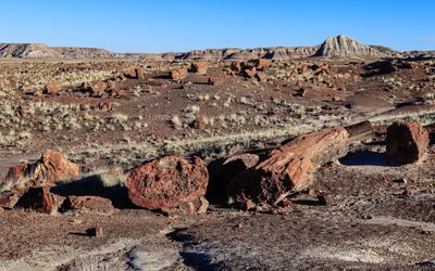 Petrified wood and the badlands along the Long Logs Trail in Petrified Forest NP 