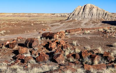 Petrified wood uncovered by erosion along the Long Logs Trail in Petrified Forest NP
