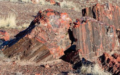 Colorful petrified wood resting along the Long Logs Trail in Petrified Forest NP