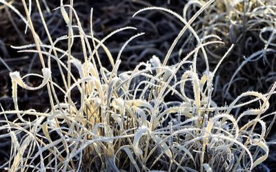 Frost paints desert grass along the Long Logs Trail in Petrified Forest NP