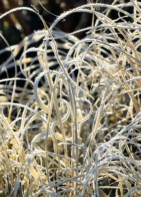 Desert grasses covered in frost along the Long Logs Trail in Petrified Forest NP