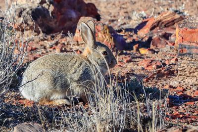 A rabbit sits among shards of petrified wood along the Long Logs Trail in Petrified Forest NP