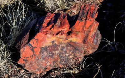 Brightly colored petrified wood along the Long Logs Trail in Petrified Forest NP