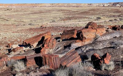 Petrified wood on an eroded hill along the Long Logs Trail in Petrified Forest NP