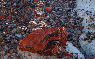 A piece of brightly colored petrified wood along the Long Logs Trail in Petrified Forest NP