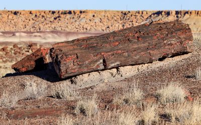 A petrified log sits on a hillside along the Long Logs Trail in Petrified Forest NP