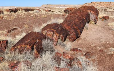 Petrified sections of a fallen tree along the Giant Logs Trail in Petrified Forest NP