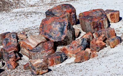 Brightly colored petrified wood along the Crystal Forest Trail in Petrified Forest NP