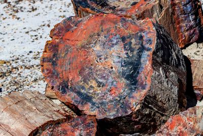 Closeup of colorful petrified wood along the Crystal Forest Trail in Petrified Forest NP