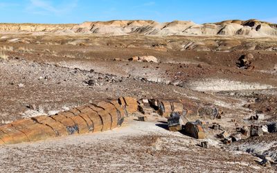 A petrified logs rests in the badlands along the Crystal Forest Trail in Petrified Forest NP