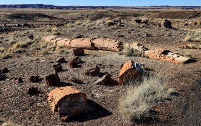 A large petrified log along the Crystal Forest Trail in Petrified Forest NP