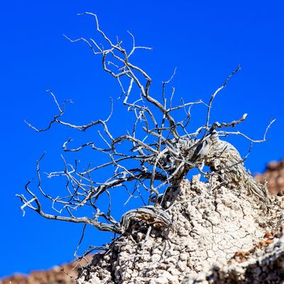 A barren bush along the Blue Mesa Trail in Petrified Forest NP