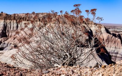 A small bush along the Blue Mesa Trail in Petrified Forest NP