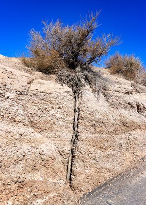 Root of a bush extends below the trail along the Blue Mesa Trail in Petrified Forest NP