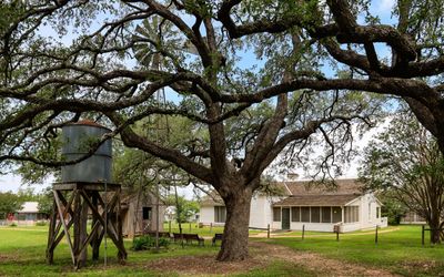 Live Oak tree overtakes the windmill in the back of the LBJ boyhood home in Lyndon B. Johnson HP