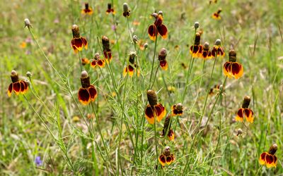 Flowers in a field in Lyndon B. Johnson HP