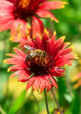 Honey bee on an Indian blanket flower in Lyndon B. Johnson HP