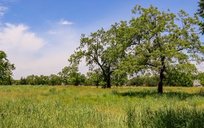 Live oaks in a field near the Johnson Settlement in Lyndon B. Johnson HP