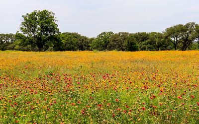 Flowers paint a field in the Ranch District in Lyndon B. Johnson HP